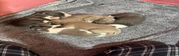 Whippet dogs for sale: Amazing whippet puppies  - Advert 37