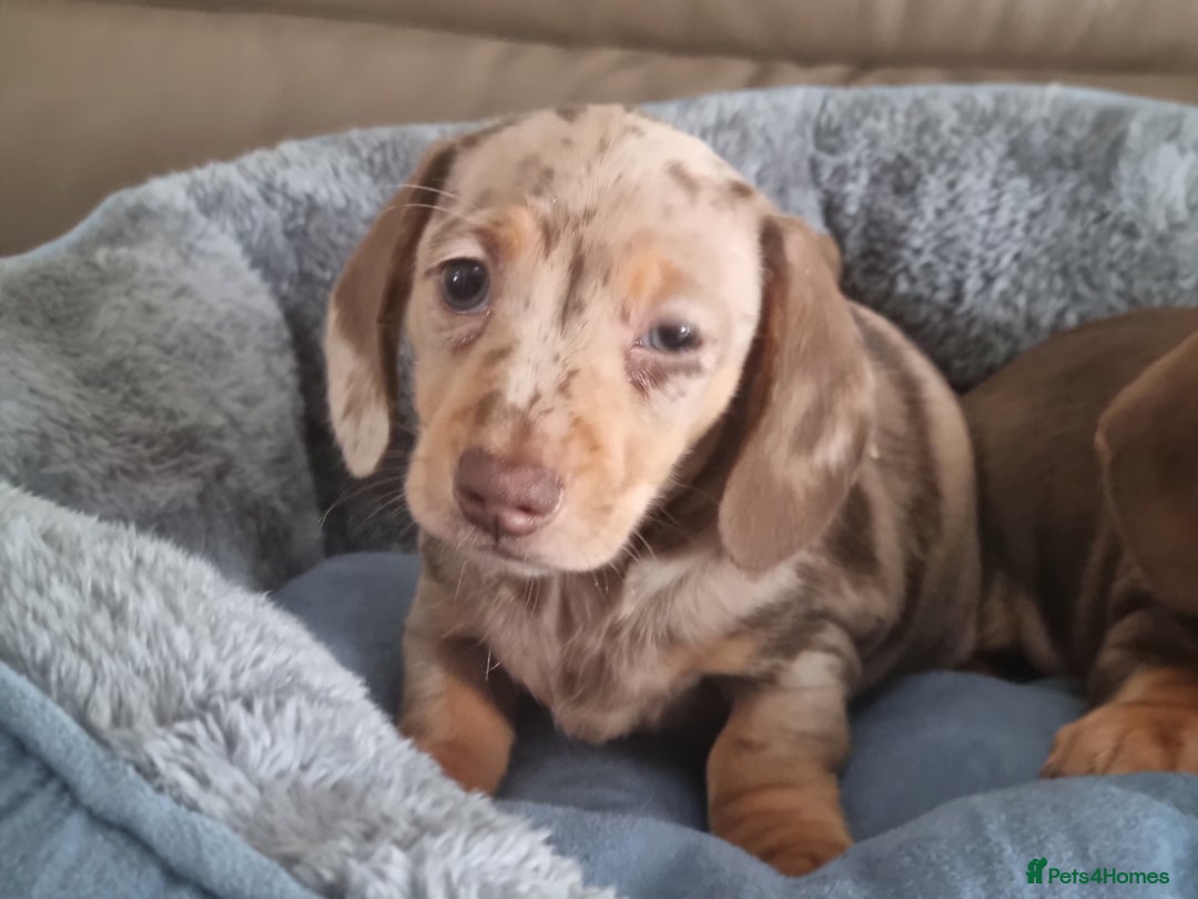 Miniature Dachshund dogs for sale: Kc registered  super mini  dachshunds  - Image 6