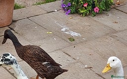Ducks poultry for sale: 2 Cherry Valley and 2 Indian Runner Ducks - Image 5