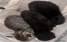 Mixed Breed cats for sale: Beautiful kittens looking for there forever home  - Image 5