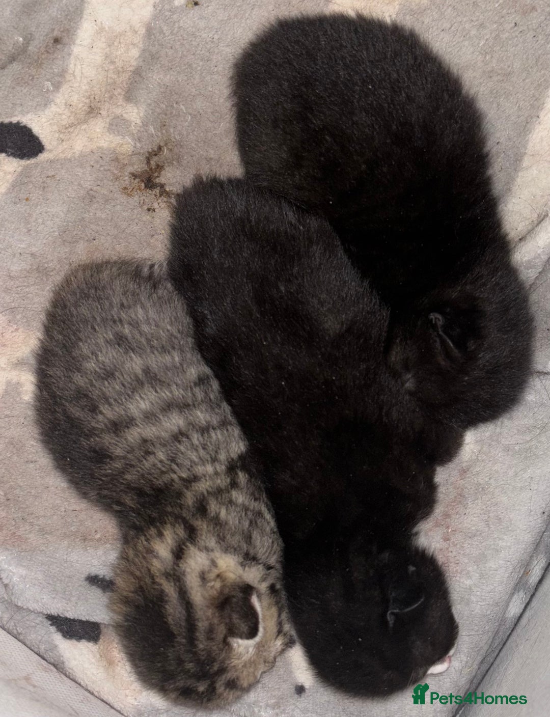 Mixed Breed cats for sale: Beautiful kittens looking for there forever home  - Image 5