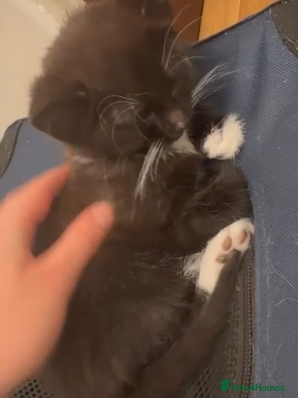 Mixed Breed cats 1 gorgeous rescue kitten left to reserve  - Advert 1