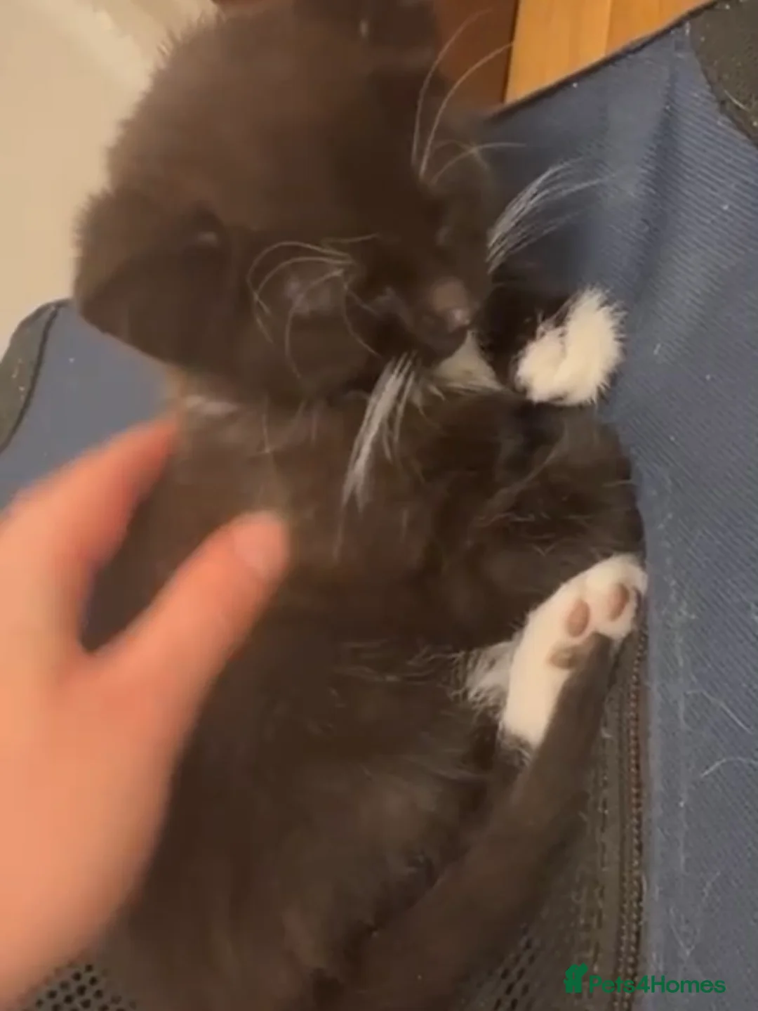 Mixed Breed cats for adoption: 1 gorgeous rescue kitten left to reserve  - Advert 1