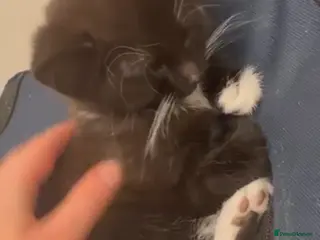 Mixed Breed cats 1 gorgeous rescue kitten left to reserve - Advert 1