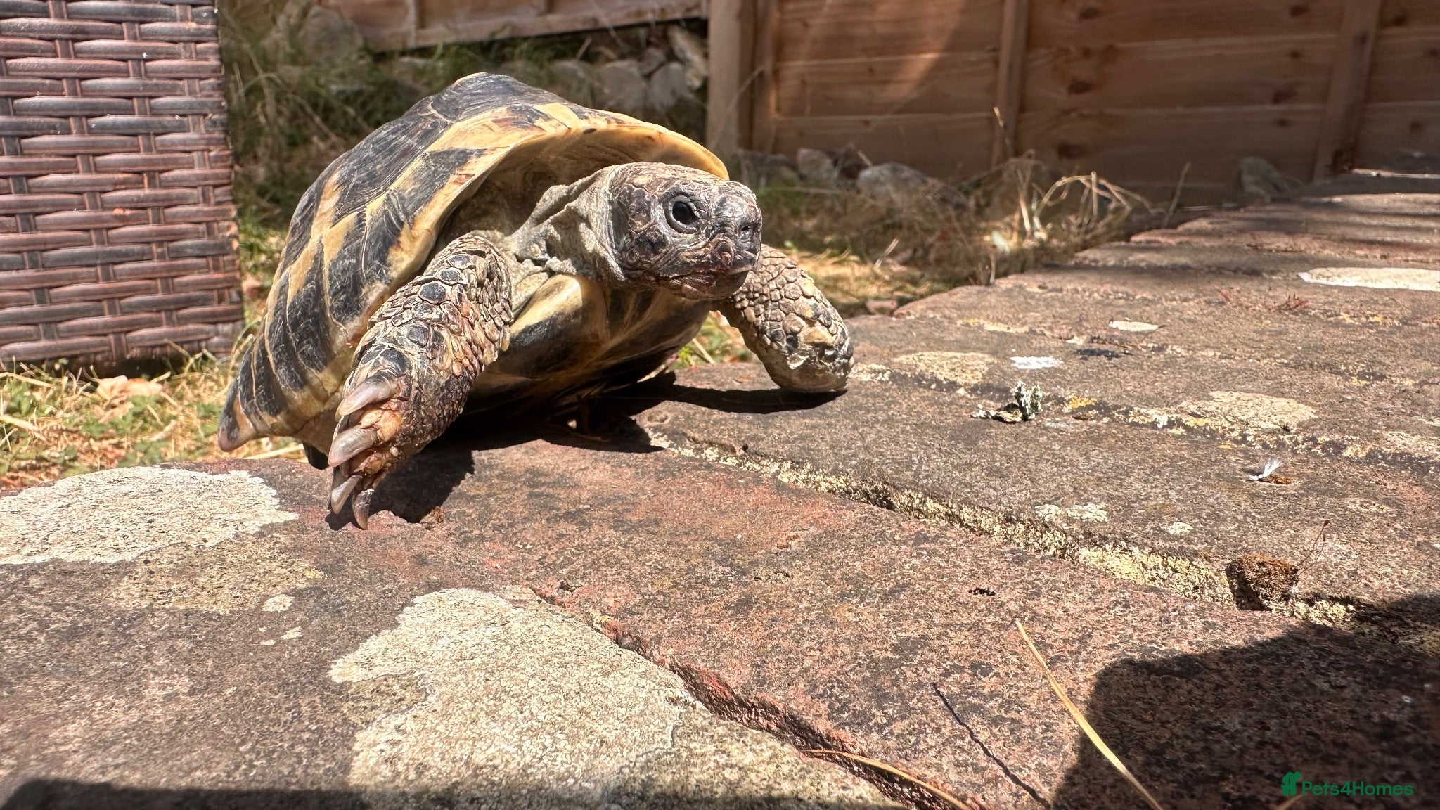 Hermann Tortoise reptiles Meet Fernandinon Male age 12 Hermann tortoise  - Advert 1