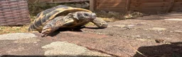 Hermann Tortoise reptiles for sale: Meet Fernandinon Male age 12 Hermann tortoise  - Advert 1