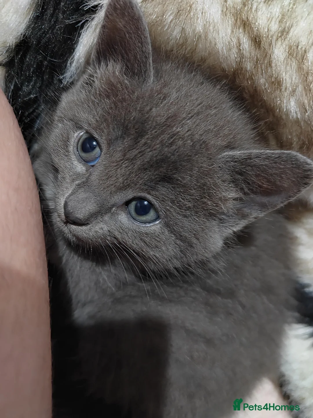 Mixed Breed cats for sale: Three beautiful mixed kittens looking for home - Advert 13