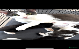 Mixed Breed cats for sale: Beautiful, friendly, playful kittens x - Image 5