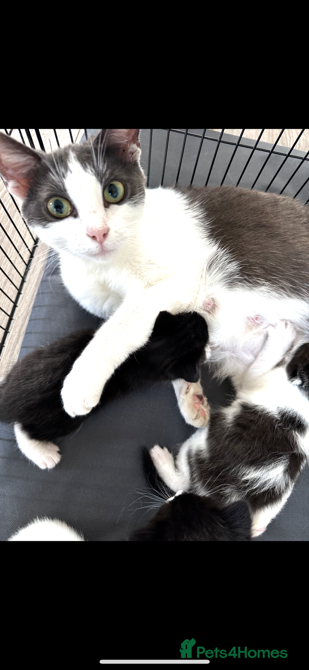 Mixed Breed cats for sale: Beautiful, friendly, playful kittens x - Image 5