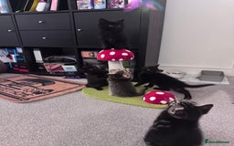 Mixed Breed cats for sale: 5 super cute kittens  - Image 23