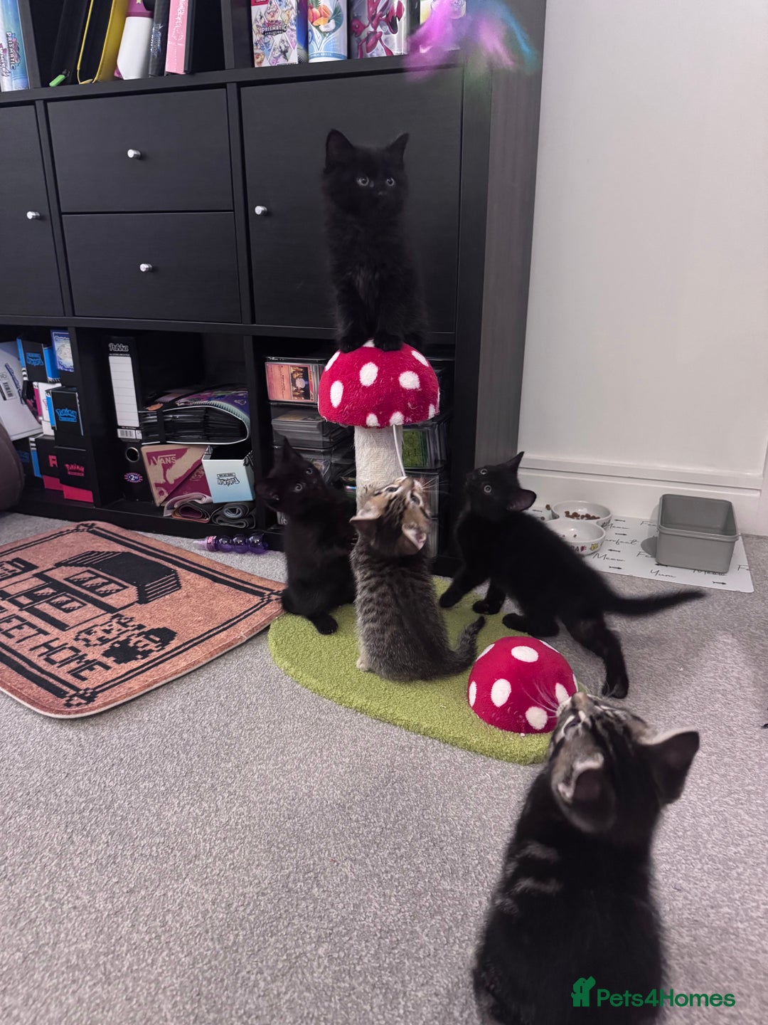 Mixed Breed cats for sale: 5 super cute kittens  - Image 23