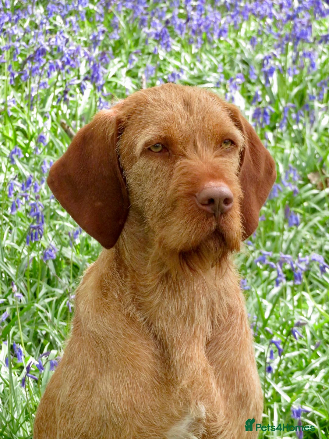 Hungarian Vizsla dogs for stud: At stud Coudy - Advert 3