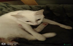 Mixed Breed cats for sale: 4 manx X tabby kittens for sale  - Image 1