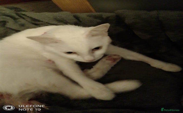 Mixed Breed cats - Advert 8