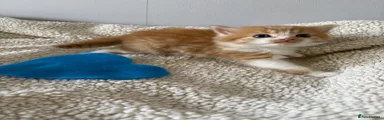 Mixed Breed Kitten 2