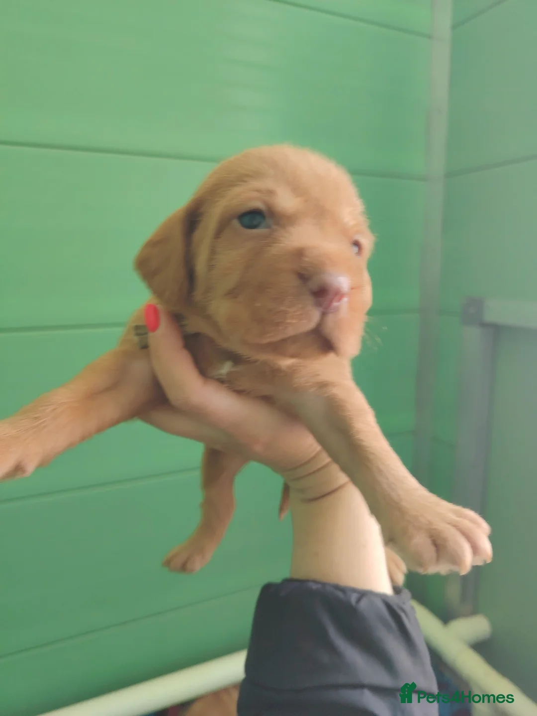 Hungarian Vizsla dogs for sale: Wirehaired vizslas  - Advert 2
