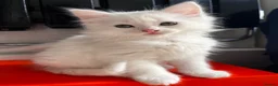 Turkish Angora cats for sale: Turkish Angora Playful Kittens - Advert 27