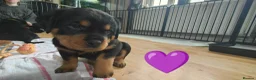 Rottweiler dogs for sale: Rottweiler puppies - Advert 18