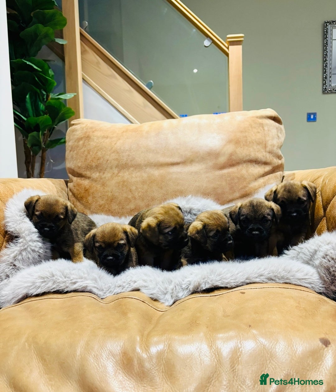 Border Terrier dogs for sale: KC REGISTERED BORDER TERRIER PUPS - Image 3