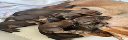 Miniature Dachshund dogs for sale:  Miniature Dachshund Puppies 🐾 in Newton Abbot - Advert 28