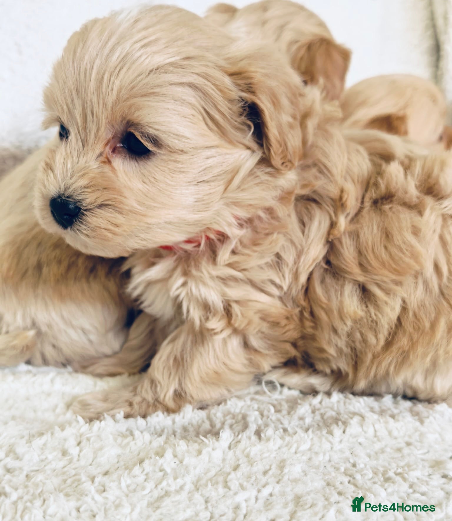 Maltipoo dogs Miniature Maltipoo Puppies - Advert 6