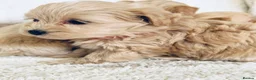 Maltipoo dogs for sale: Miniature Maltipoo Puppies - Advert 9