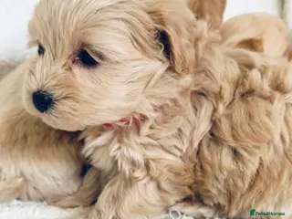 Maltipoo dogs Miniature Maltipoo Puppies - Advert 6