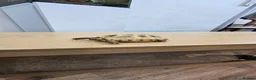 Tortoise reptiles for sale: Herman tortoise for sale with full enclosure  - Advert 2