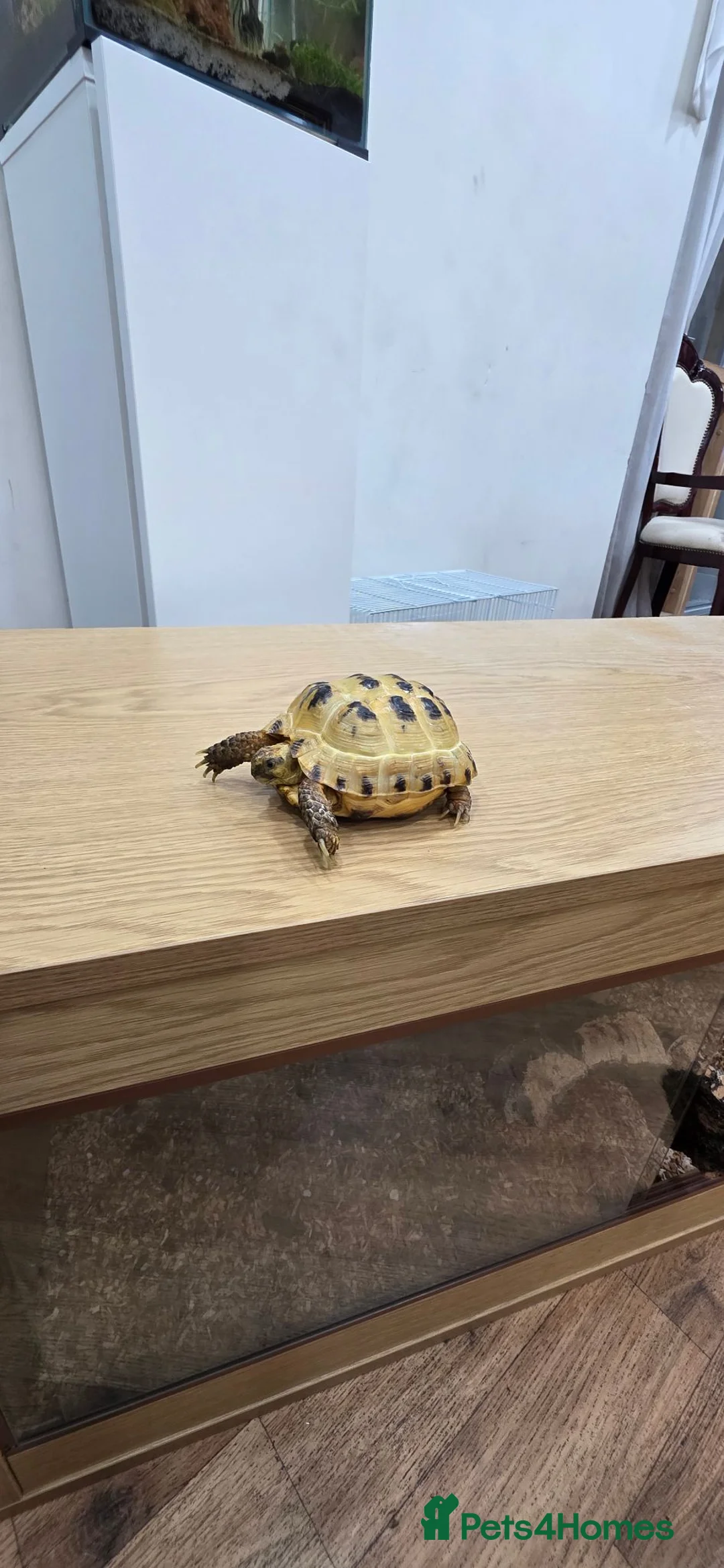 Tortoise reptiles for sale: Herman tortoise for sale with full enclosure  - Advert 2