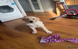 Labrador Retriever dogs for sale: Gorgeous, chunky pedigree Labrador puppy - Advert 9