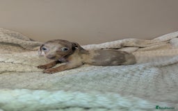 Miniature Dachshund dogs for sale: Miniature dachshund puppies  - Image 3