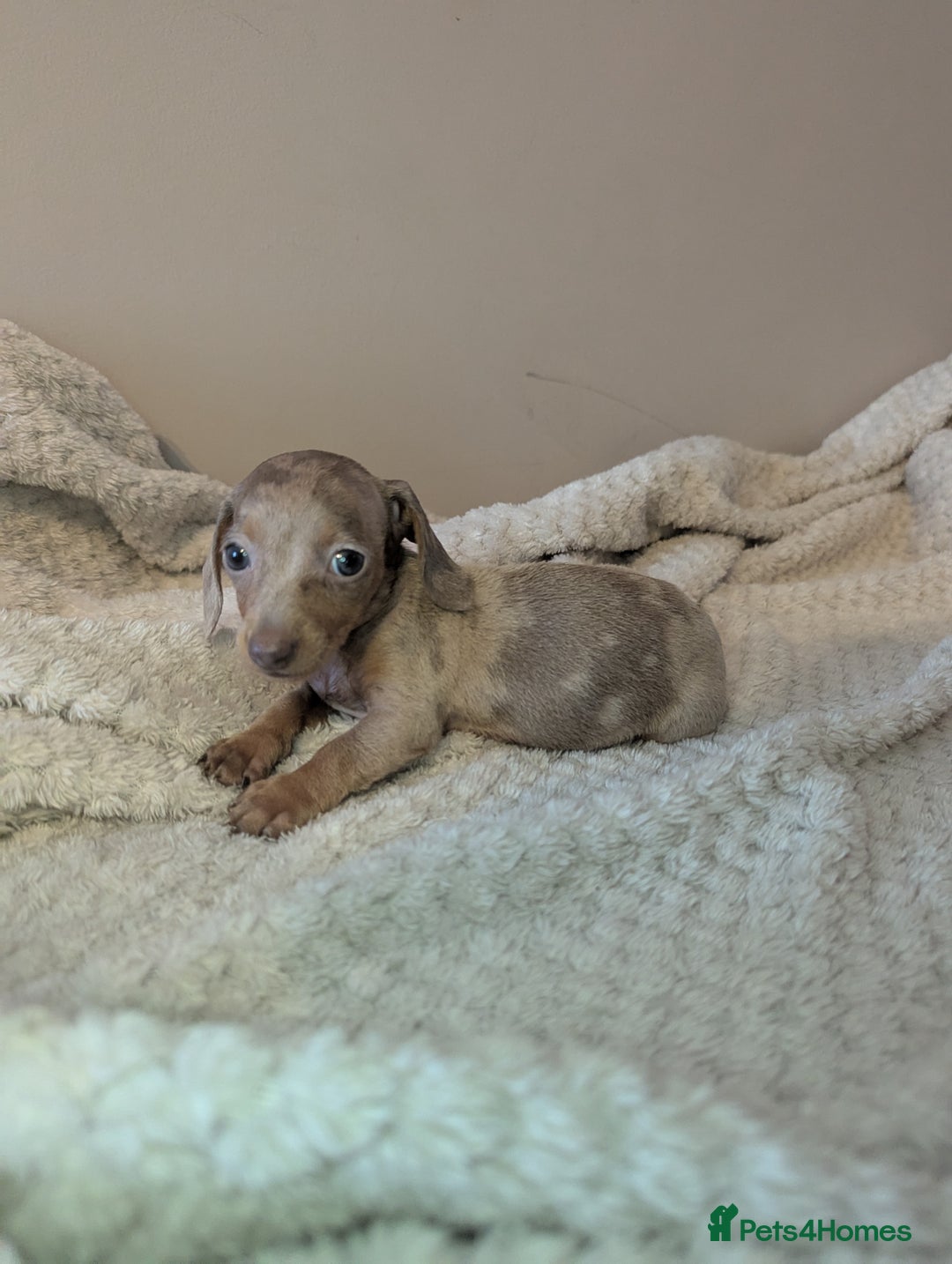 Miniature Dachshund dogs for sale: Miniature dachshund puppies  - Image 3