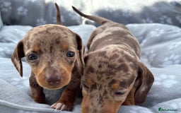 Dachshund dogs for sale: Dachshund Puppies  - Image 9