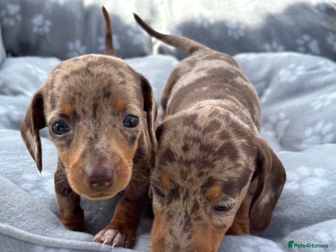 Dachshund dogs for sale: Dachshund Puppies  - Image 9