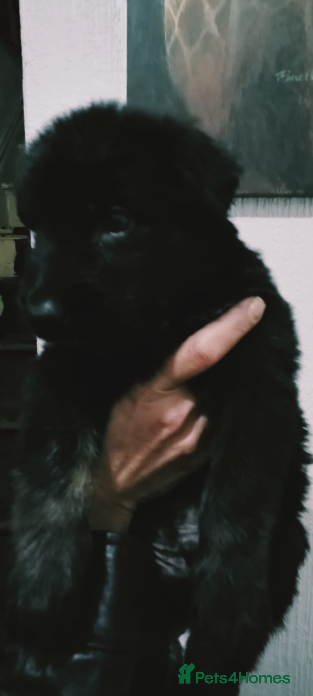 Mixed Breed dogs for sale: German shepherd cross deerhound  - Image 9