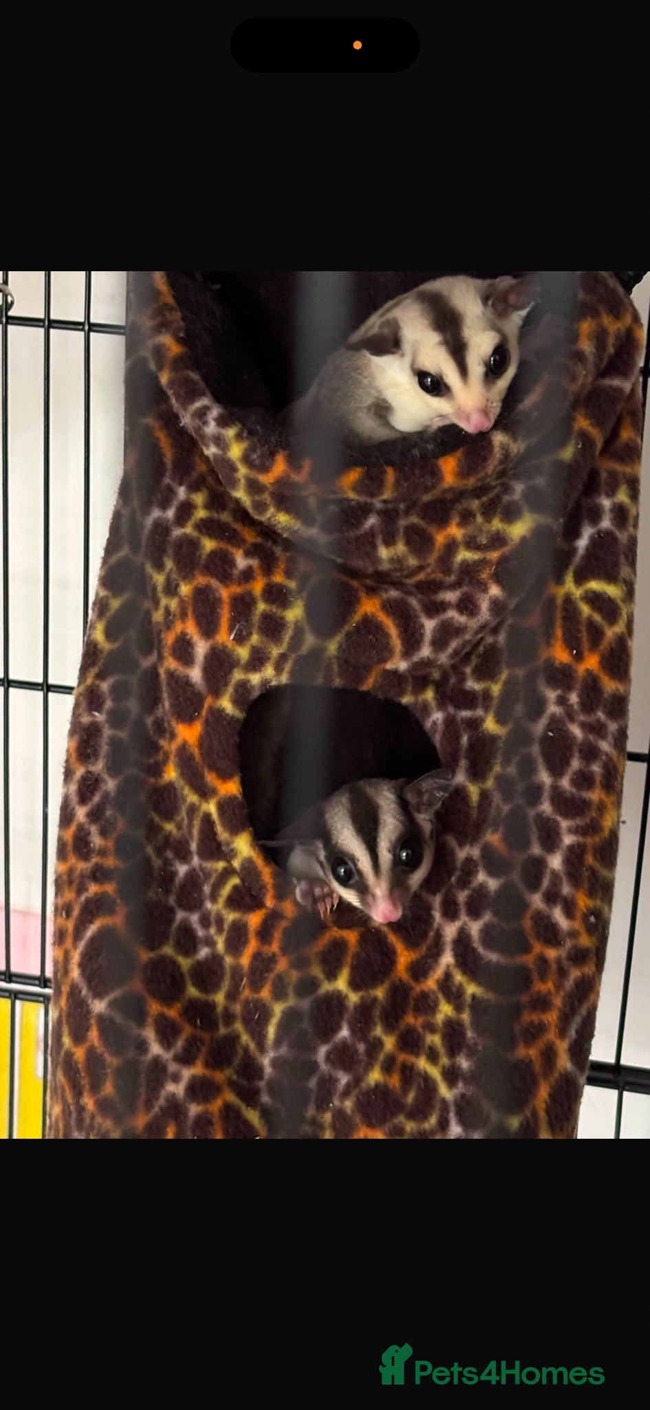 Sugar Glider rodents Bonded pair of sugar gliders  - Advert 11