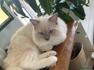 Ragdoll cats GCCF & TICA registered DNA tested ragdoll. in Croydon - Advert 1