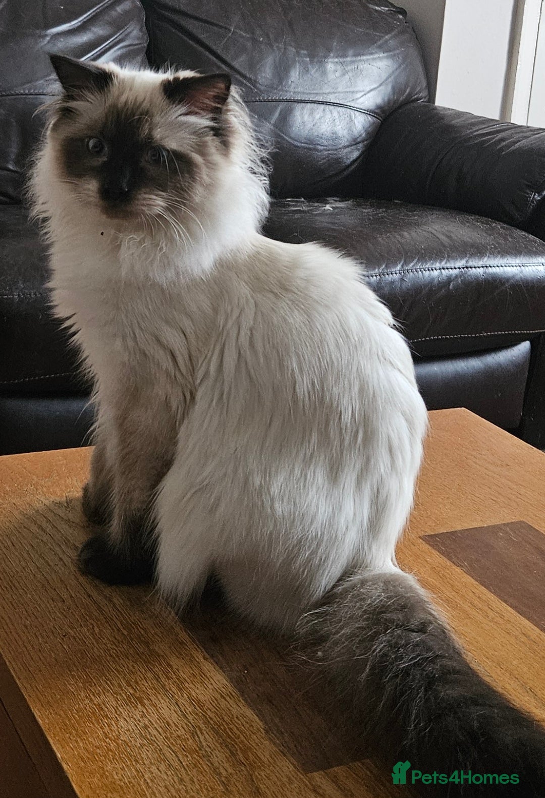 Ragdoll cats for sale: Seal Colourpoint Male - Advert 8