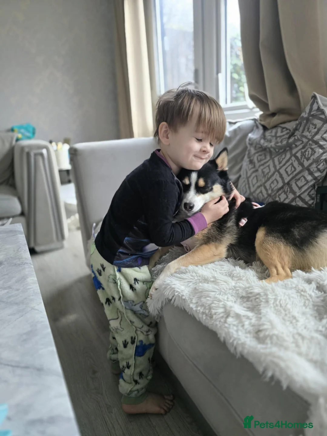 Pomsky dogs for sale: Female F1 pomsky - Advert 4
