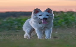 White Swiss Shepherd dogs for sale: White Swiss Shepherd  - Image 1