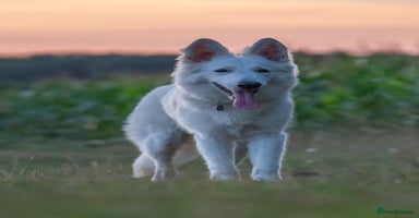 White Swiss Shepherd dogs - Advert 5