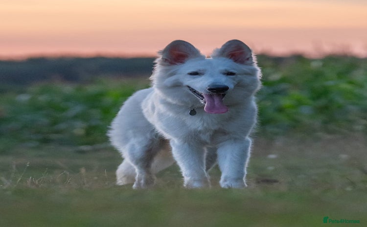 White Swiss Shepherd dogs - Advert 1