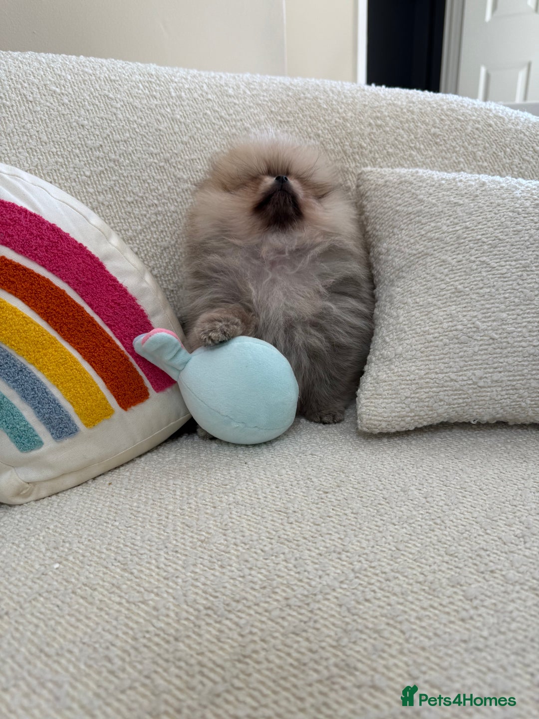 Pomeranian dogs for sale: STUNNING TEDDY BEAR POM 🐻  - Image 7