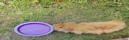 Guinea Pig rodents for sale: Male Brown Guinea pig  - Advert 5