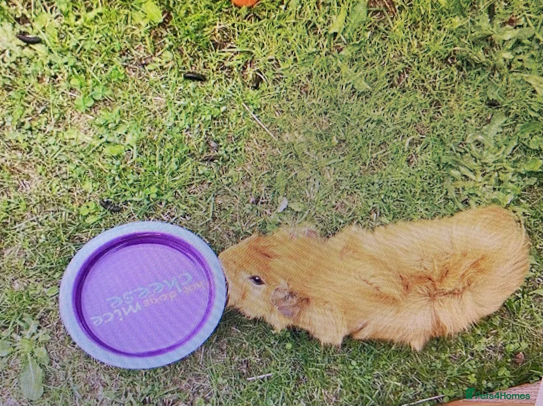 Guinea Pig rodents for sale: Male Brown Guinea pig  - Advert 5
