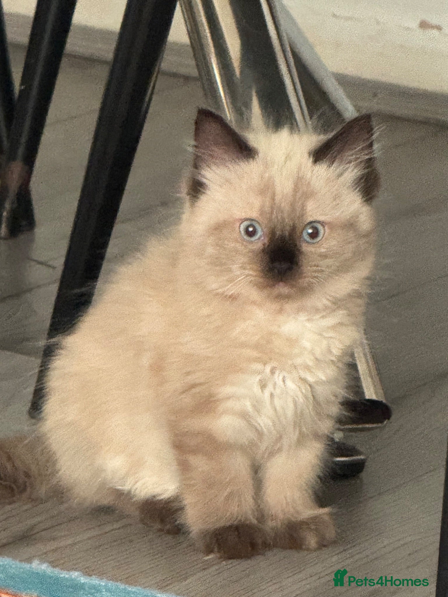 Ragdoll cats Eight-week-old Ragdoll kitten  - Advert 14