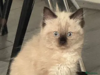 Ragdoll cats Eight-week-old Ragdoll kitten - Advert 14