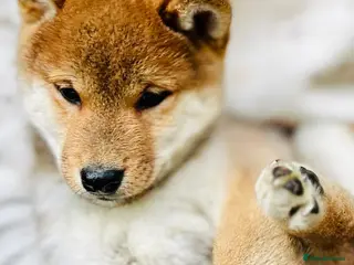 Japanese Shiba Inu dogs KC Registered Shiba Inu puppies – Home raised - Advert 6