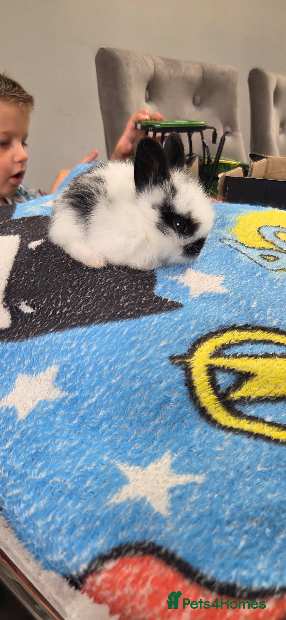 Mini Lion Lop rabbits for sale: Lionlops - Advert 5