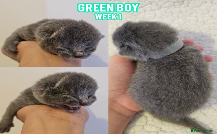 British Shorthair cats - Advert 4